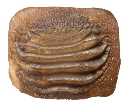 غول باستانی ,اخبارگوناگون,خبرهای گوناگون 