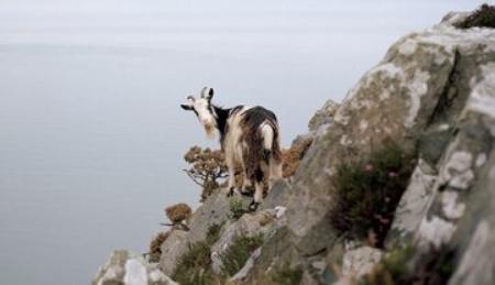  رباتیک مدرن ,اخبار اختراعات ,خبرهای اختراعات 