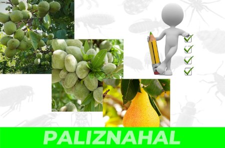 راهنمای سم پاشی نهالهای گردو، بادام و گلابی