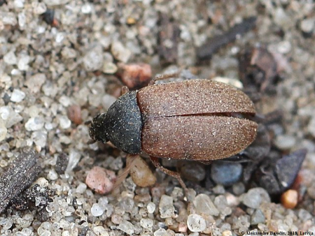 کنترل سوسک فرش