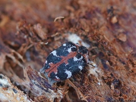 آسیب‌های ناشی از سوسک فرش