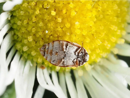 معرفی روش‌های طبیعی برای دفع سوسک فرش