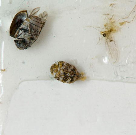 تشخیص حملات سوسک فرش