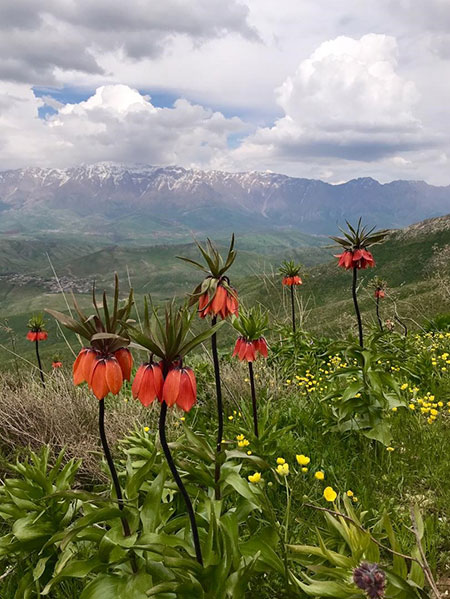 جوانرود,شهر جوانرود,شهرستان جوانرود