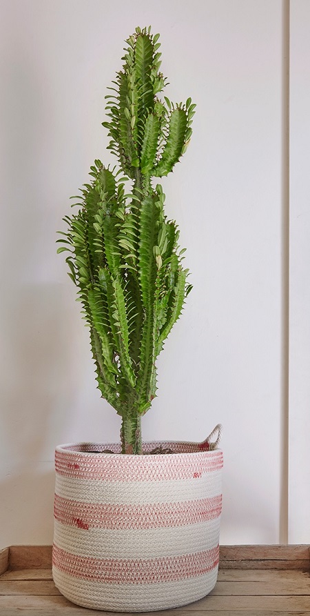 افوربیا درخت مدادی, افوربیا زینتی, افوربیا درخت مدادی سمی است