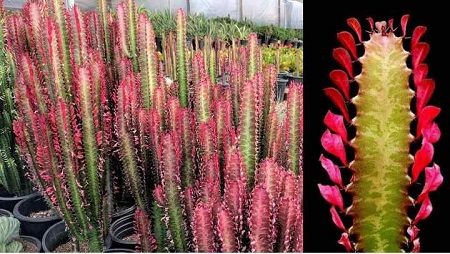 افوربیا درخت مدادی, افوربیا زینتی, کاکتوس افوربیا درخت مدادی