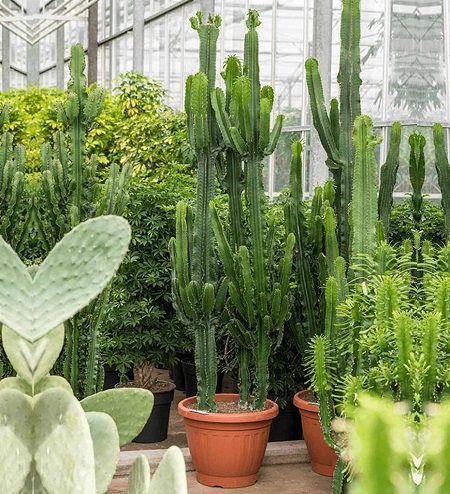 افوربیا درخت مدادی, افوربیا زینتی, نحوه تکثیر افوربیا درخت مدادی