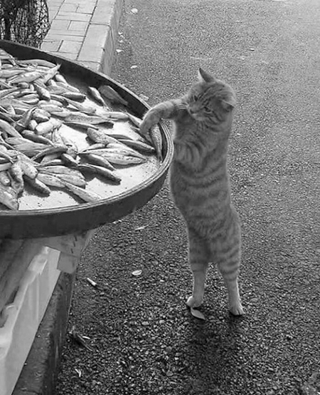 عکس های خنده دار از گربه, عکس خنده دار حیوانات, عکسهای خنده دار