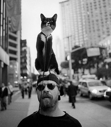 عکس های خنده دار از گربه, عکس خنده دار حیوانات, عکسهای خنده دار