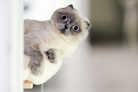 عکس های خنده دار از گربه, عکس خنده دار حیوانات, عکسهای خنده دار