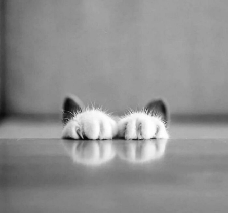 عکس های خنده دار از گربه, عکس خنده دار حیوانات, عکسهای خنده دار