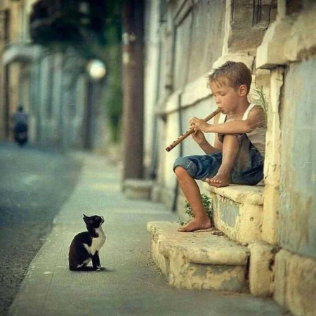 عکس های خنده دار از گربه, عکس خنده دار حیوانات, عکسهای خنده دار