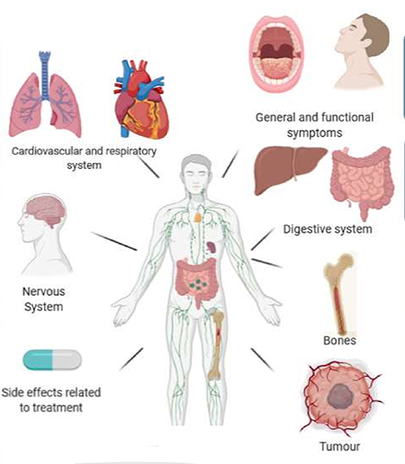 گلوکوکورتیکوئیدها, عملکرد گلوکوکورتیکوئیدها