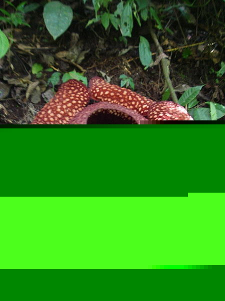 دیدنی های سوماترا