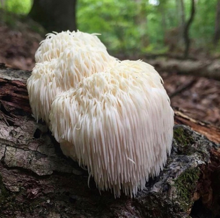 قارچ یال شیر, پودر قارچ یال شیر