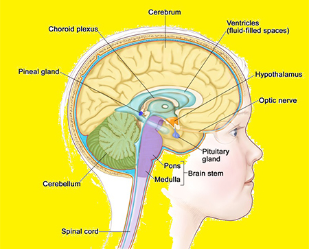 غده صنوبری, پاکسازی غده صنوبری,بهبود عملکرد غده صنوبری