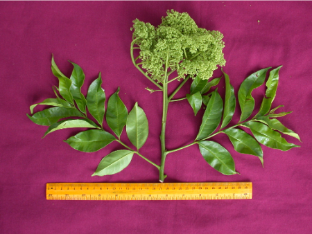 گیاه فاخره, خاکستر خاردار