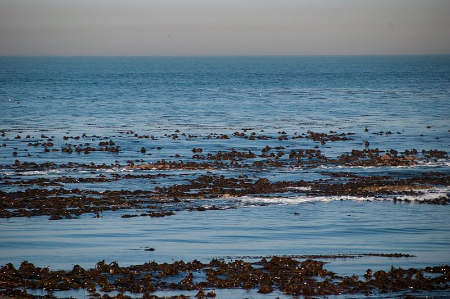 اهمیت حفاظت از جزیره روبن