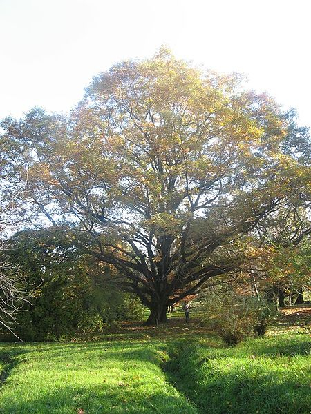 باغ گیاه‌شناسی نوشهر