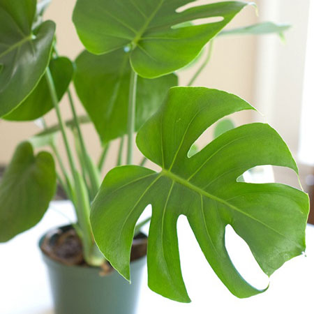 گیاه مناسب اتاق خواب ,گل های مناسب اتاق خواب,گلهای مخصوص اتاق خواب