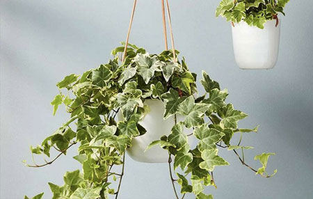 گیاه مناسب اتاق خواب ,گل های مناسب اتاق خواب,گلهای مخصوص اتاق خواب