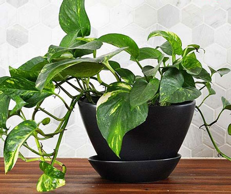 گیاه مناسب اتاق خواب ,گل های مناسب اتاق خواب,گلهای مخصوص اتاق خواب