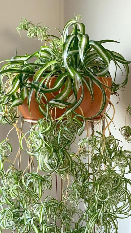 گیاه مناسب اتاق خواب ,گل های مناسب اتاق خواب,گیاهی برای اتاق خواب 