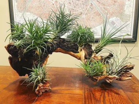 دکوراسیون با گیاه هوازی