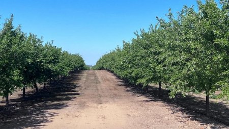 نکات نقشه کشی باغ