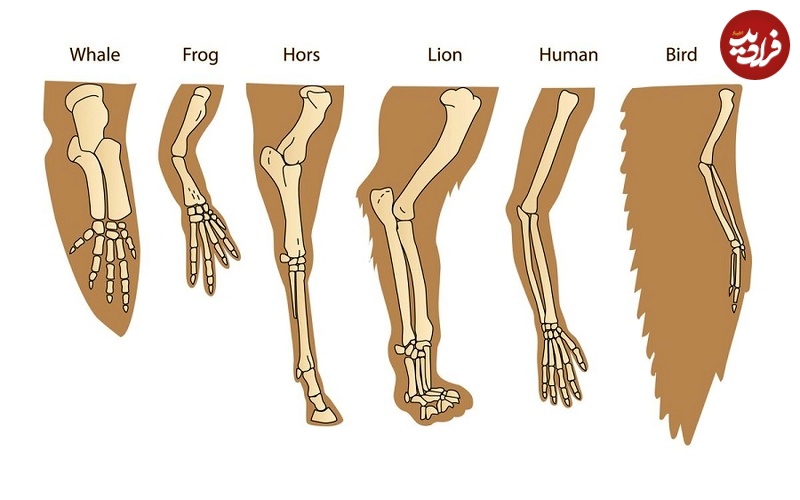 ویژگی مشترک پنجه‌ها,اخبارگوناگون,خبرهای گوناگون 