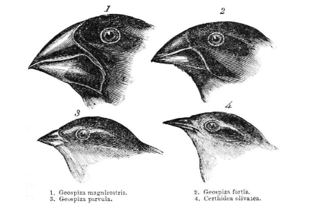  پیش‌بینی فرگشت گونه‌های جانوری ,اخبارگوناگون,خبرهای گوناگون 