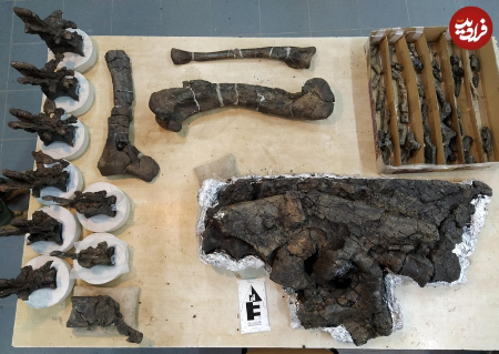   خنده‌دارترین دایناسور جهان ,اخبارگوناگون,خبرهای گوناگون 