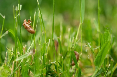  حشره‌ای که ریاضیات را می‌فهمد,اخبارگوناگون,خبرهای گوناگون 