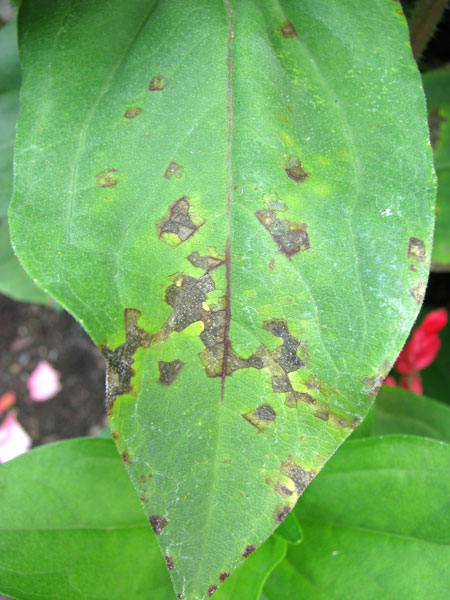 راهنمای خرید گل طبیعی, طریقه نگهداری گل طبیعی, لکه های قهوه ای روی برگ ها