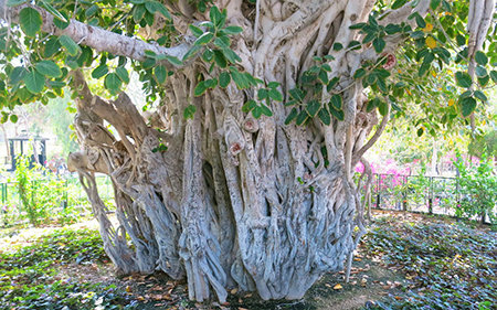درخت مکرزن چابهار, علت نام گذاری درخت‌ مکرزن,ریشه های درخت مکر زن