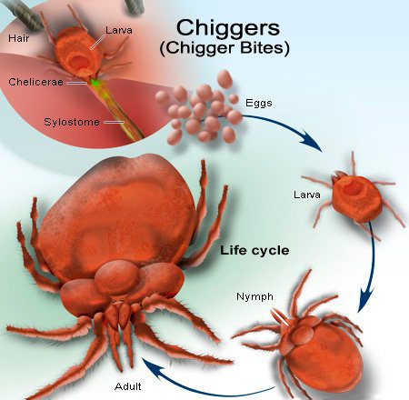 چیگر, نیش چیگر