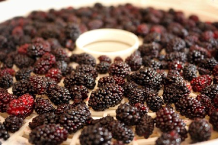 خشک کردن توت سفید در خانه,روش خشک کردن توت فرنگی