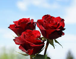 نشانه‌هایی برای عشق ومحبت , نشانه رنگ گل های رز, 