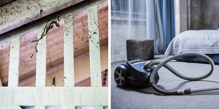 مواد طبیعی برای از بین بردن حشرات در خانه, مواد طبیعی دافع حشرات