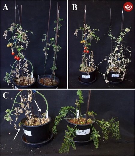  گوجه و هویج در خاک مریخی ,اخبارگوناگون,خبرهای گوناگون 