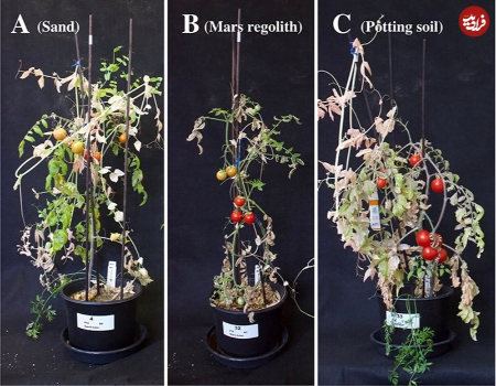  گوجه و هویج در خاک مریخی ,اخبارگوناگون,خبرهای گوناگون 