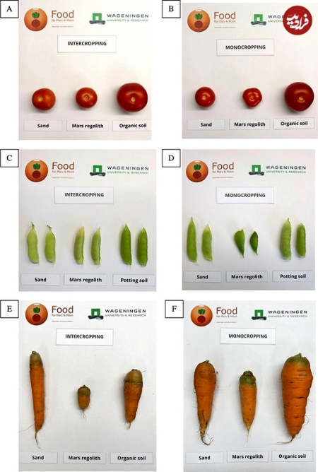  گوجه و هویج در خاک مریخی ,اخبارگوناگون,خبرهای گوناگون 