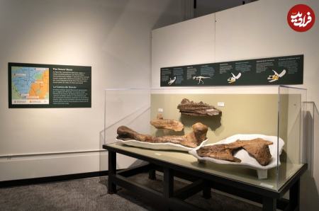 فسیل،اخبار گوناگون،خبرهای گوناگون