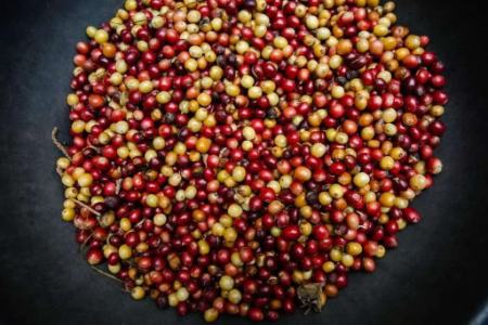 بهترین  نوع  قهوه