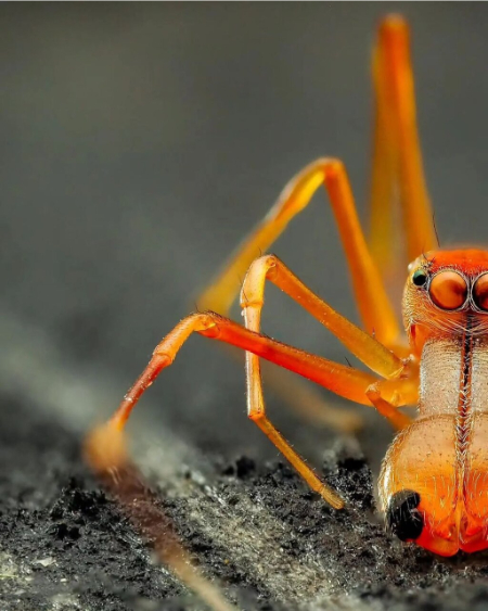 عنکبوت مورچه نما ,اخبارگوناگون,خبرهای گوناگون 