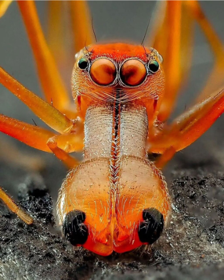 عنکبوت مورچه نما ,اخبارگوناگون,خبرهای گوناگون 