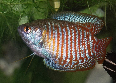 ماهی‌های گورامی, نگهداری ماهی‌های گورامی