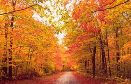 دلایل علاقه افراد به پاییز