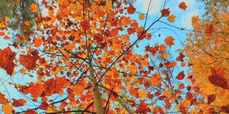 دلایل اینکه بسیاری از افراد عاشق فصل پاییز هستند