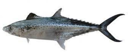 مشخصات ظاهری ماهی قباد